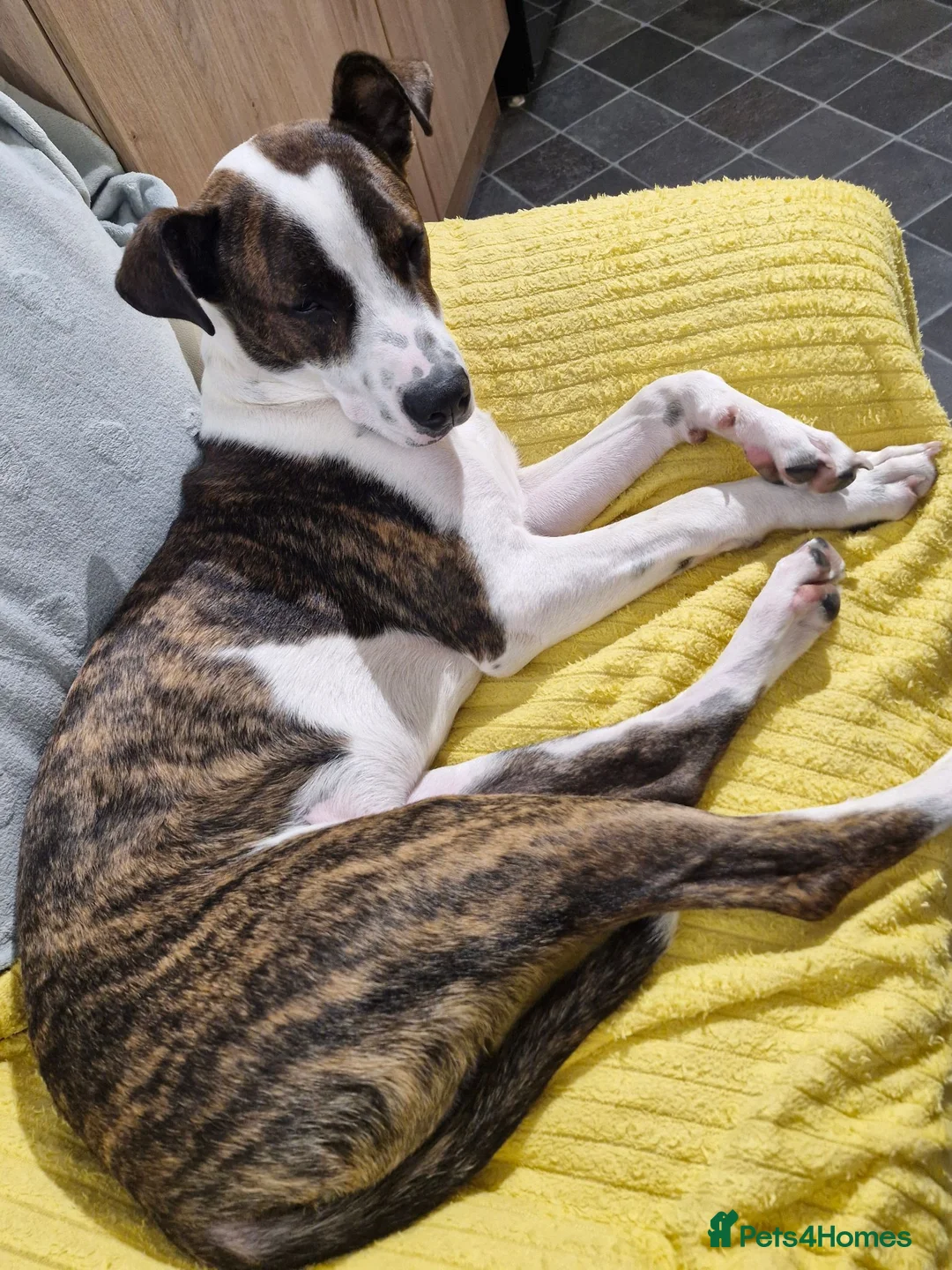 Mixed Breed dogs for sale: American Bull Terrier x Lurcher in Nottingham - Advert 1