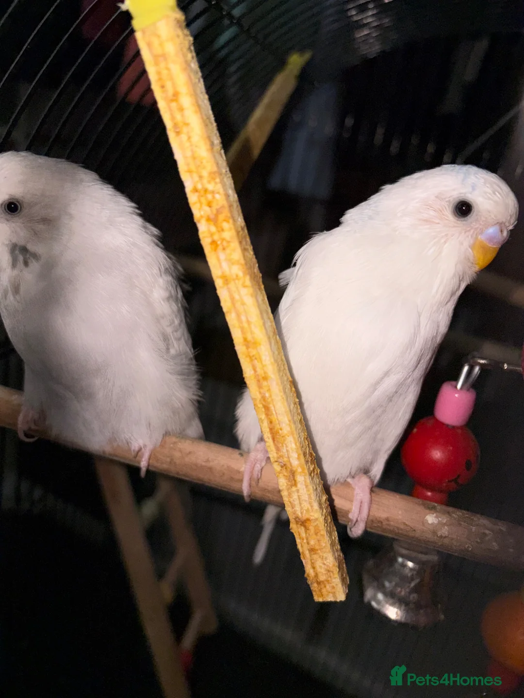 Budgerigars birds for sale: Two male budgies  in Holywood - Advert 2