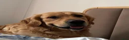 Golden Retriever dogs for stud: Benji — The Ladies’ Man - Advert 5
