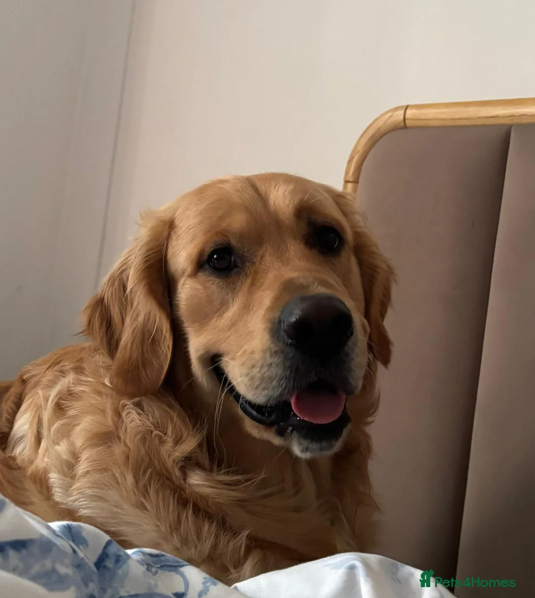 Golden Retriever dogs for stud: Benji — The Ladies’ Man - Advert 5