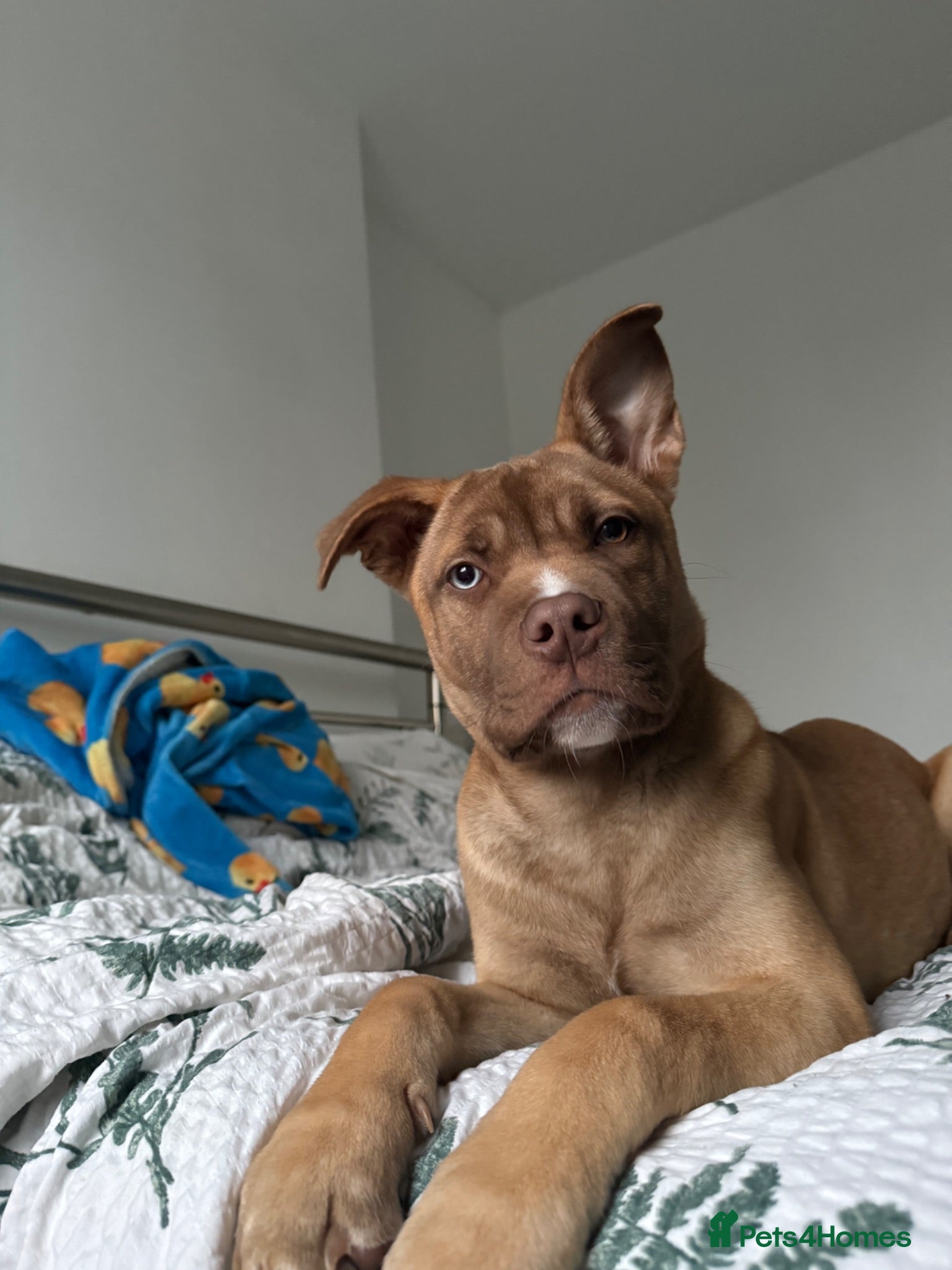 Mixed Breed dogs Beautiful medium puppy  - Advert 2