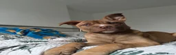 Mixed Breed dogs for sale: Beautiful medium puppy  in Doncaster - Advert 1