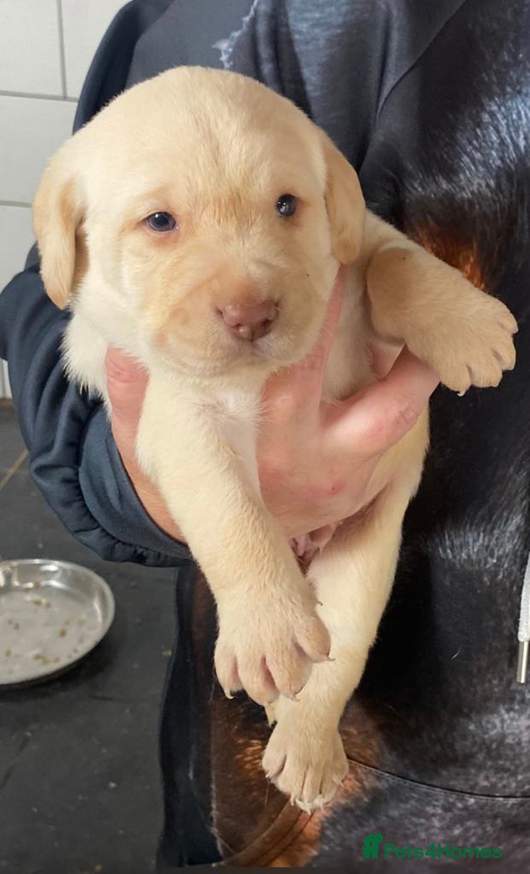 Labrador Retriever dogs for sale: Chunky Labradors  - Image 3