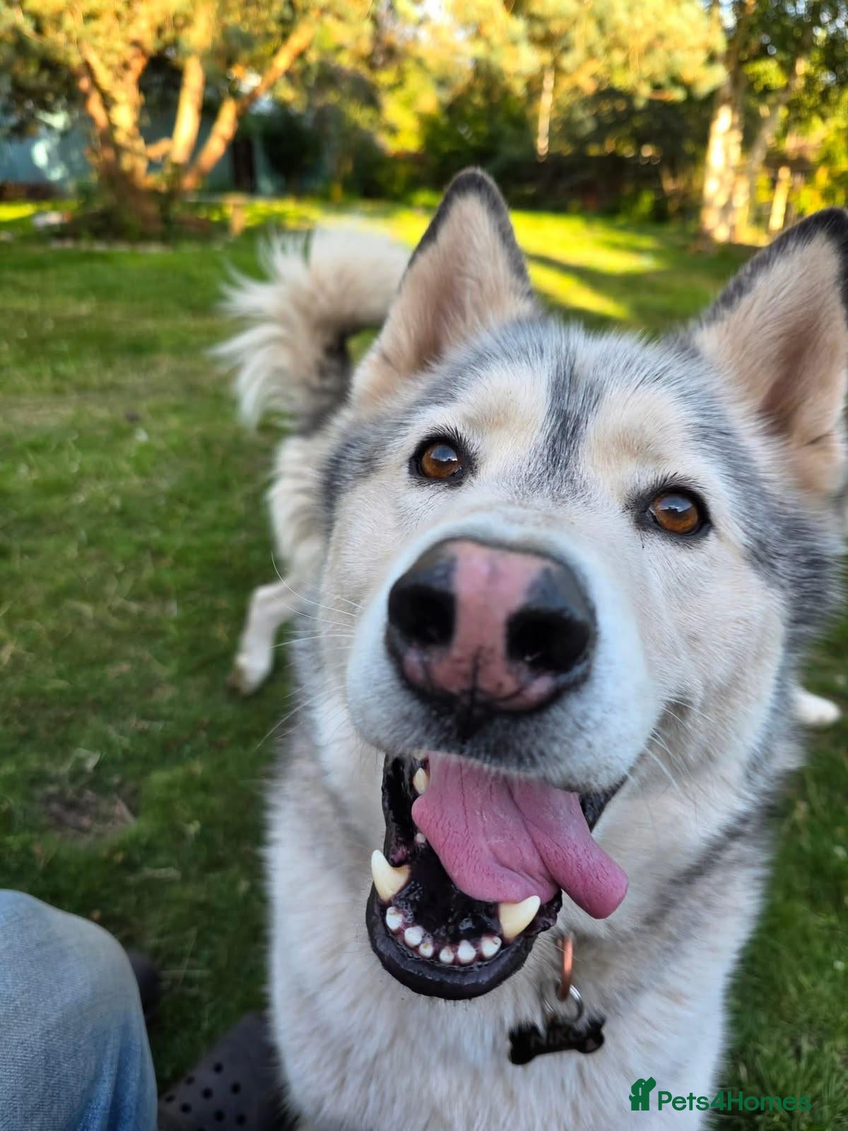 Siberian Husky dogs for sale: Siberian Husky for rehome  - Advert 1