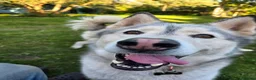 Siberian Husky dogs for sale: Siberian Husky for rehome  - Advert 1