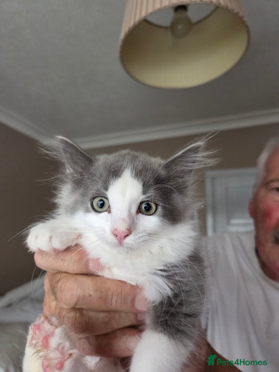 Ragdoll cats for sale: Ragdoll cross Somali kittens  - Image 6