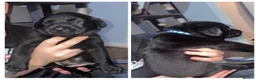 Mixed Breed dogs for sale: Labrador cross sharpi  - Advert 10