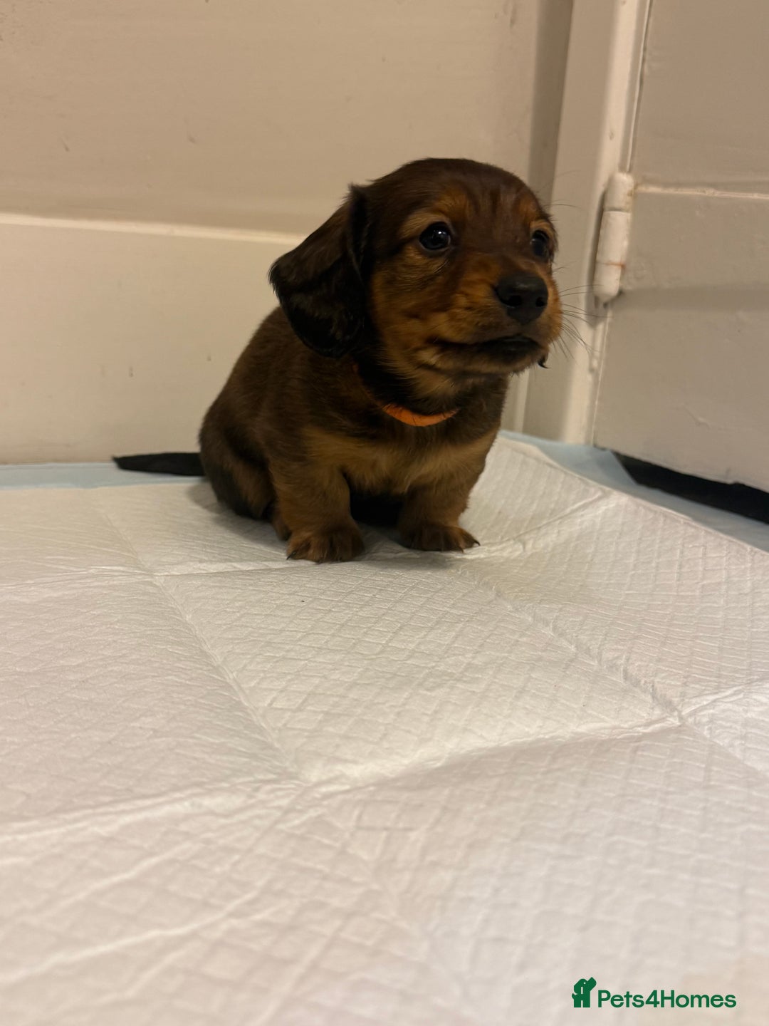 Miniature Dachshund dogs for sale:  Long haired miniature dachshund litter  - Advert 12