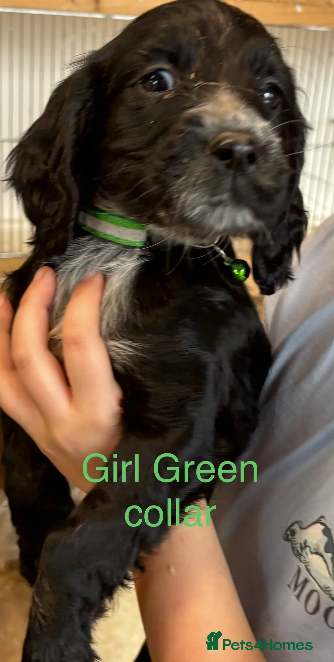 Cocker Spaniel dogs for sale: Cocker Spaniel puppies  - Advert 5