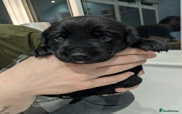 Labrador Retriever dogs for sale: Beautiful Labrador puppys  - Image 1