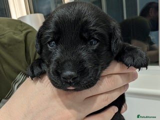 Labrador Retriever dogs - Advert 21