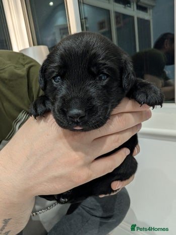 Labrador Retriever dogs - Advert 1