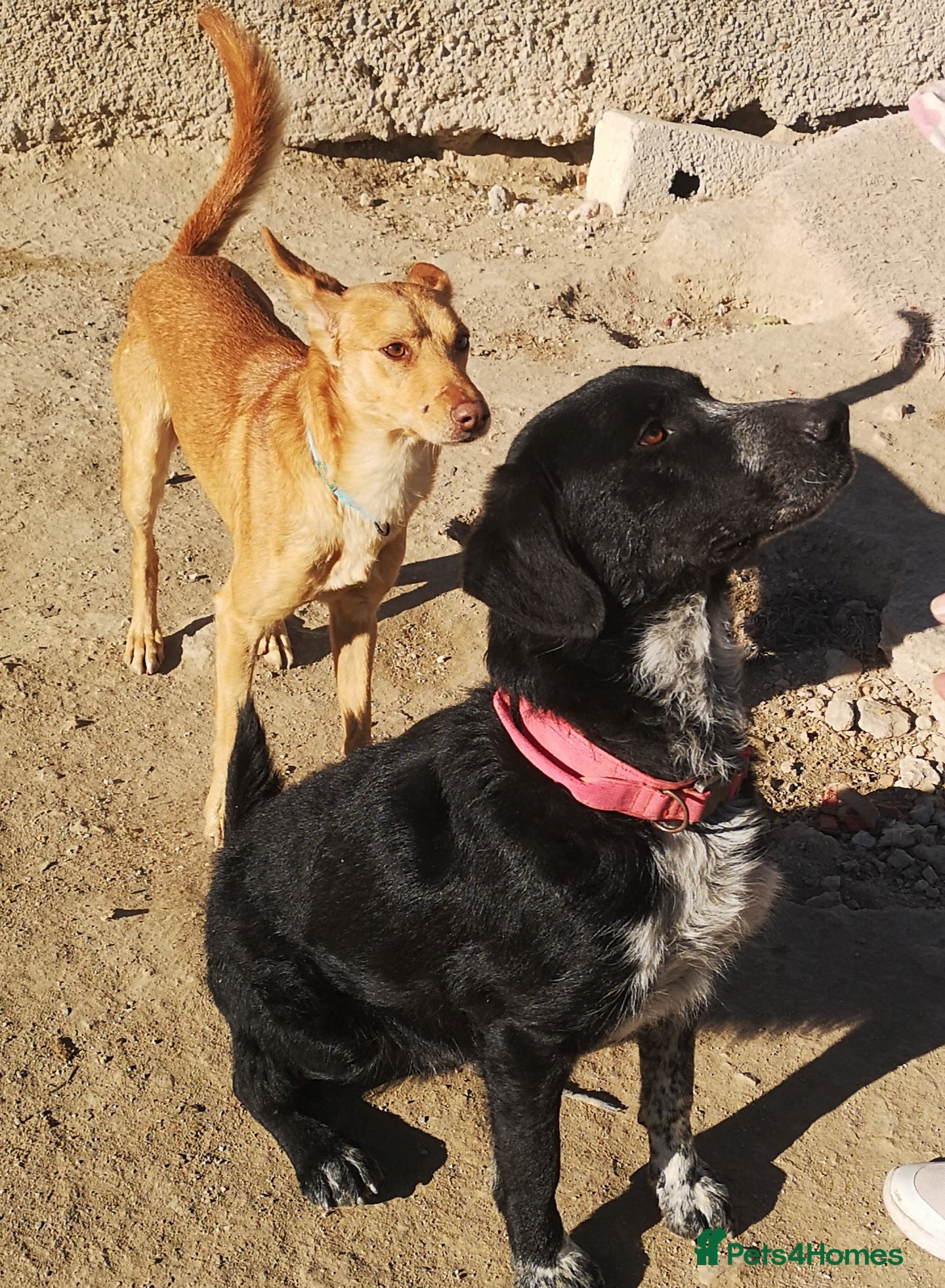 Mixed Breed dogs Charlie Boy - HUmble mixed breed - Advert 2