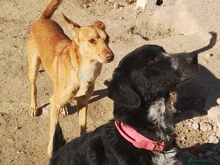 Mixed Breed dogs Charlie Boy - HUmble mixed breed - Advert 2