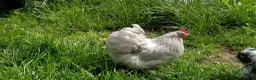 Chickens poultry for sale: Lavender pekin bantams - Advert 2