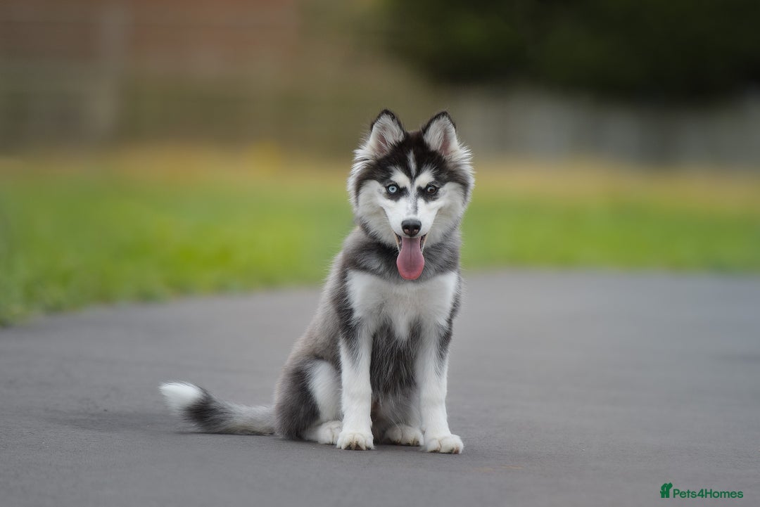 Pomsky dogs for sale: F3 Pomsky female Evie - Advert 8