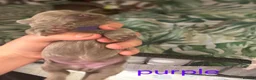 Shih Tzu dogs for sale: IMPERIAL SHITZU 5 BOYS 1 GIRL  - Advert 14