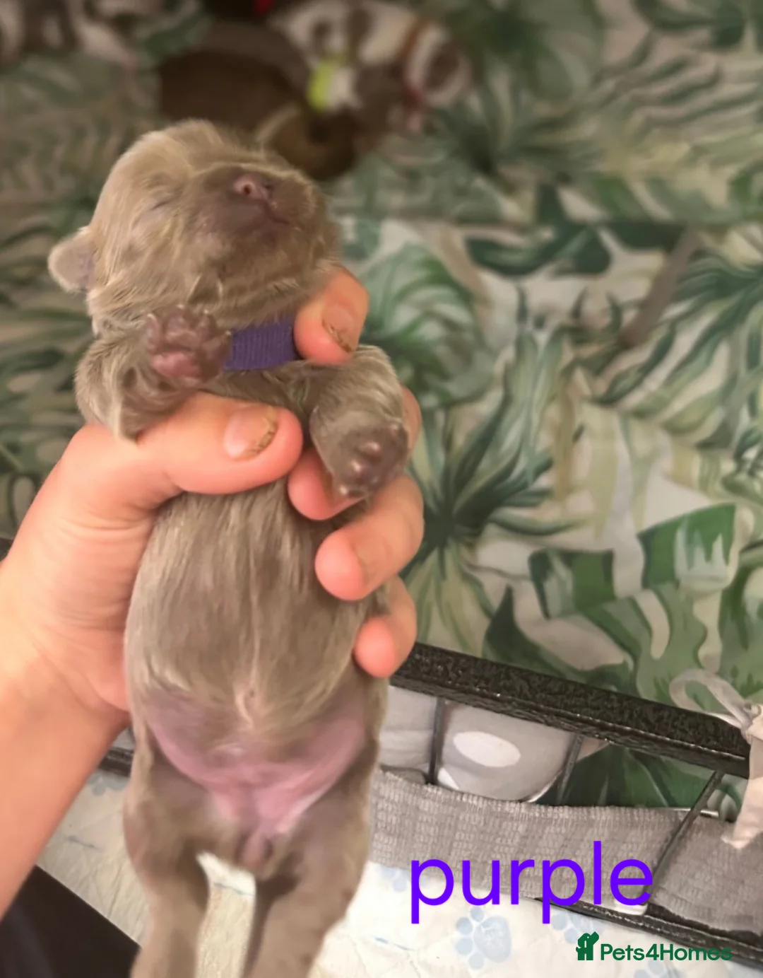 Shih Tzu dogs for sale: IMPERIAL SHITZU 5 BOYS 1 GIRL  - Advert 14