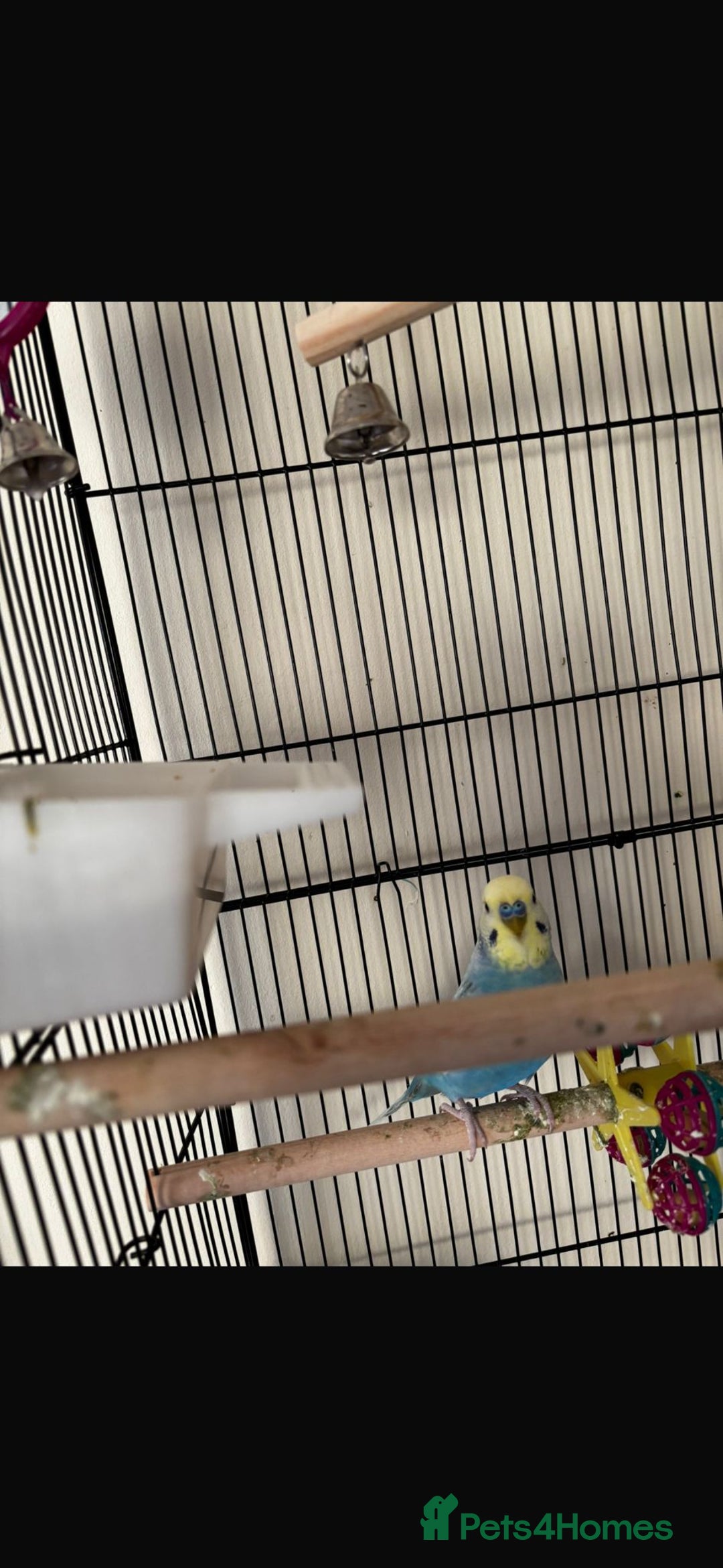 Budgerigars birds for sale: 2 budgies - Advert 2