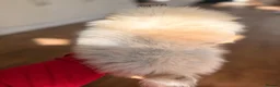 Pomeranian dogs for sale: ✨Exceptional Pomeranian Puppy -Ready Now✨ - Advert 5
