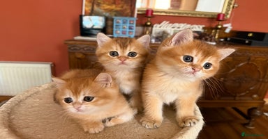 British Shorthair cats - Advert 7