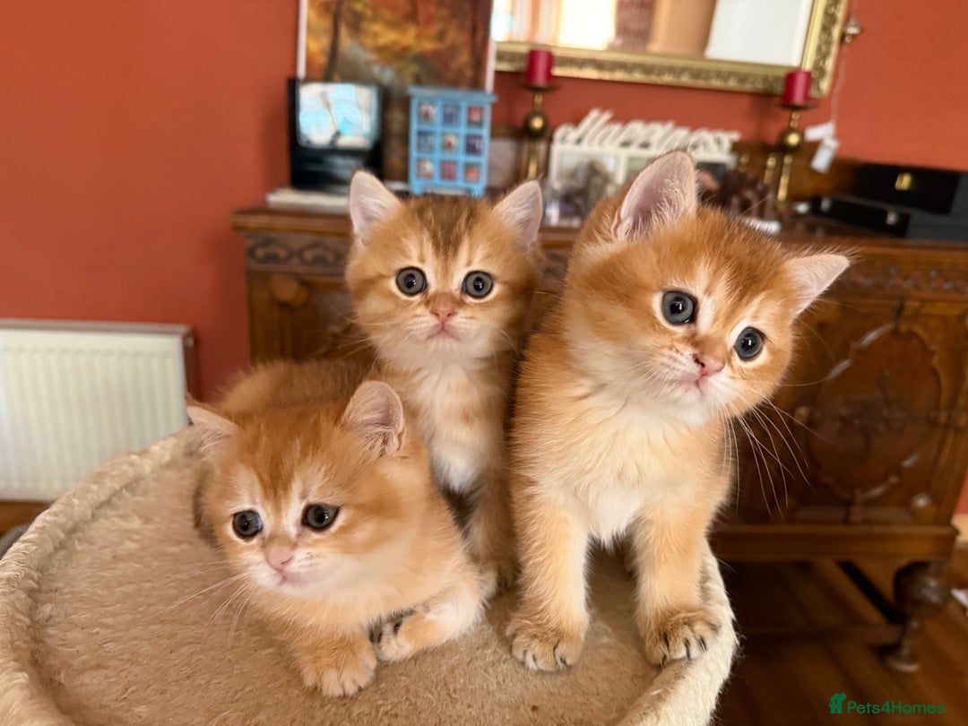 British Shorthair cats for sale: 3 Lovely Golden BSH males - Image 2