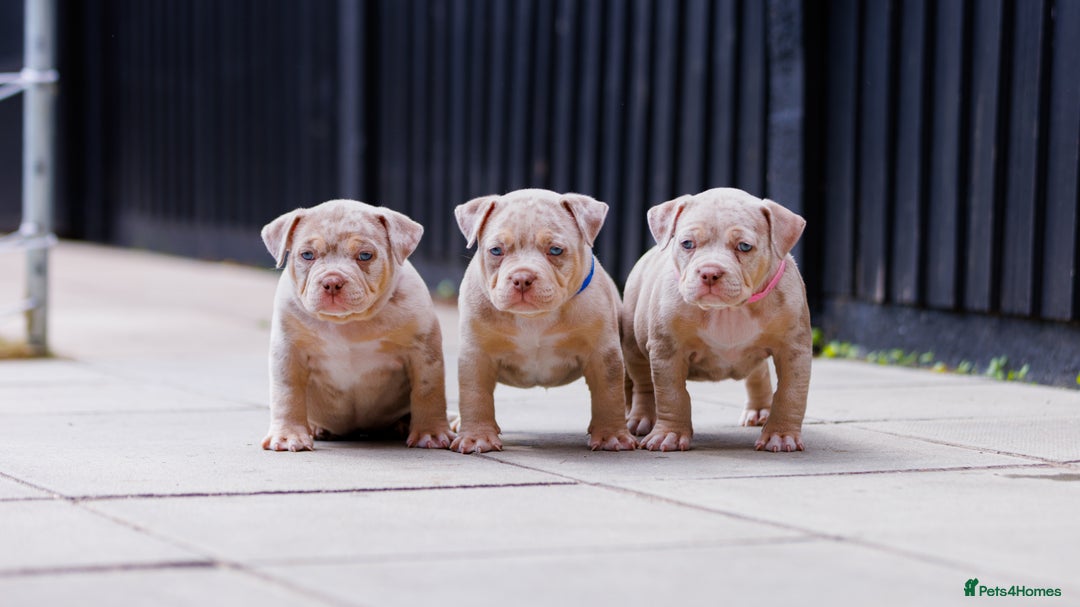 American Bully dogs for sale: REAL QUALITY BULLYS  - Image 11