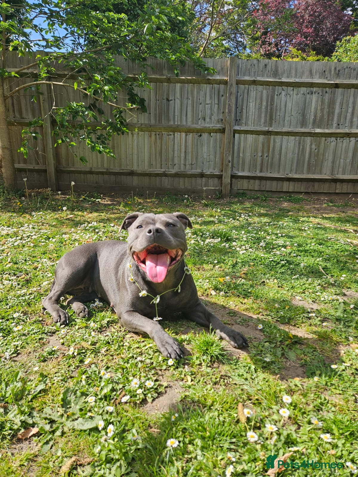 Mixed Breed dogs KC Blue staff X KC Irish terrier puppies  - Advert 2