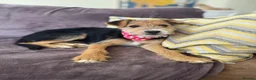 Mixed Breed dogs for adoption: Terrific Little Trixie - Advert 5