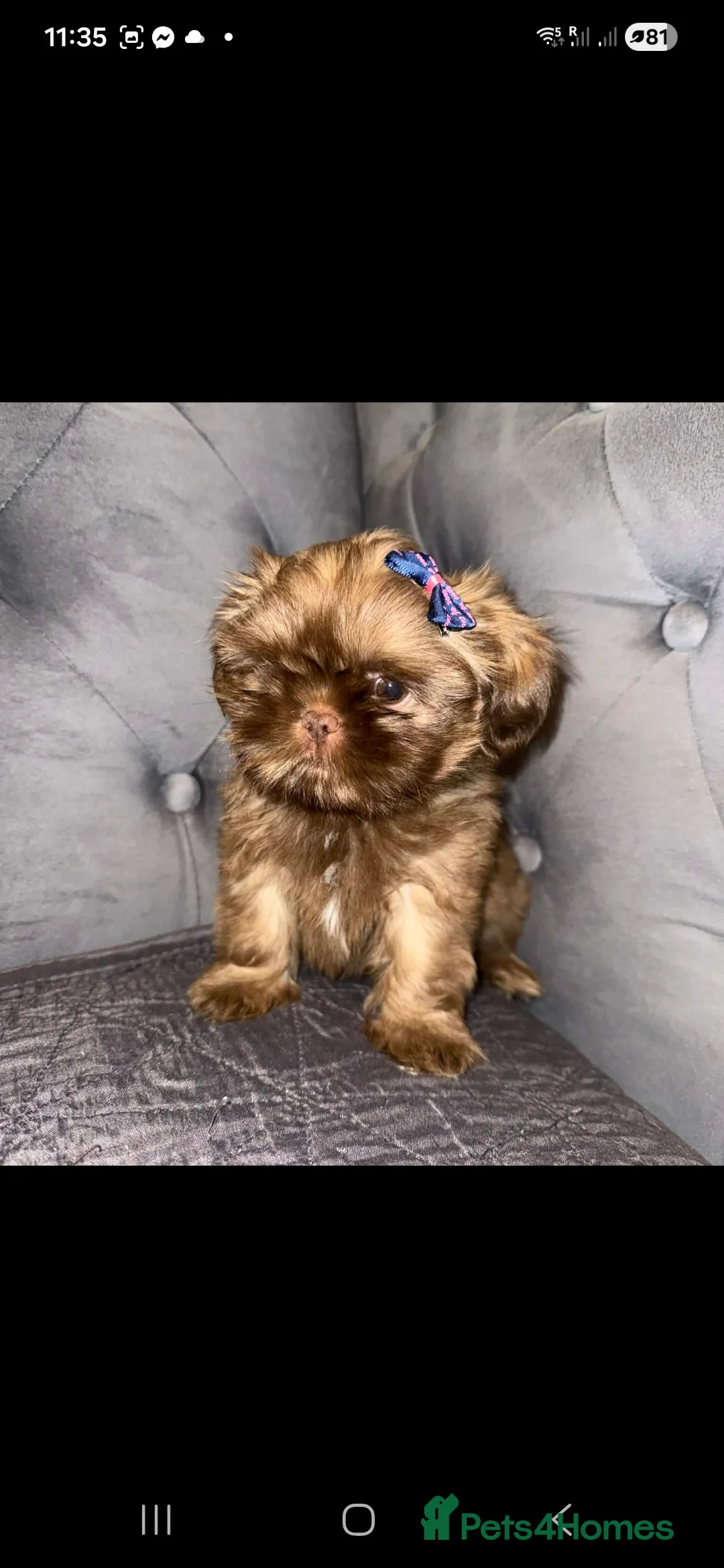 Shih Tzu dogs for sale: Last Karashishi imperial boy available ❤️ - Advert 1