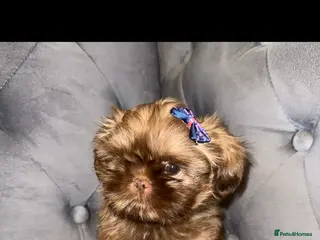 Shih Tzu dogs One boy Left - Advert 3