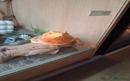 Bearded Dragon reptiles for sale: Bearded dragon female and viv - Image 2