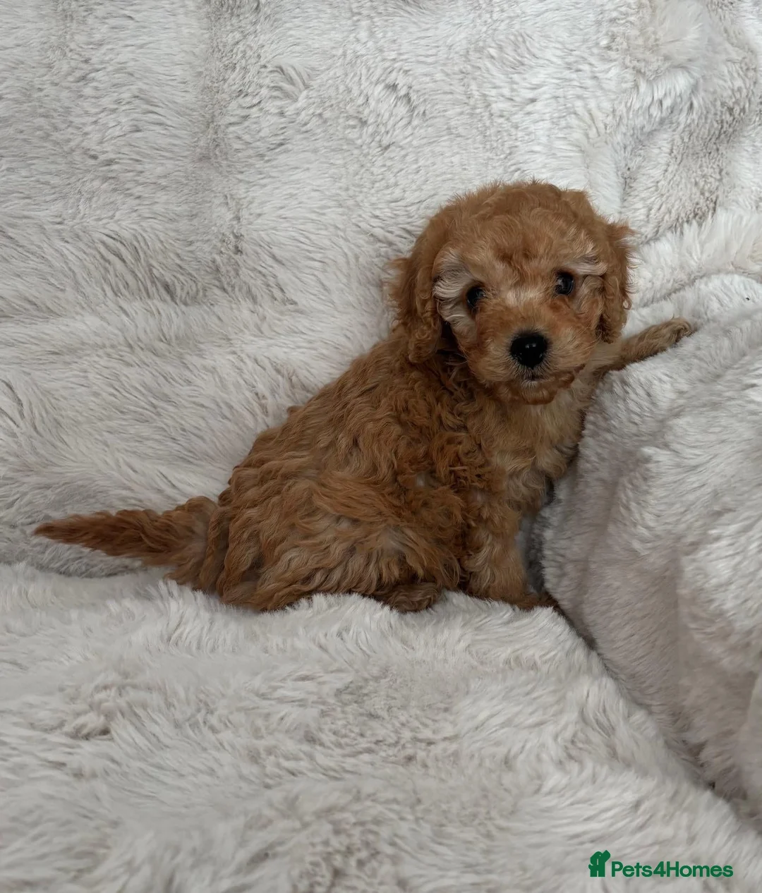 Cavapoo dogs for sale:  Cavapoo puppy  - Advert 2