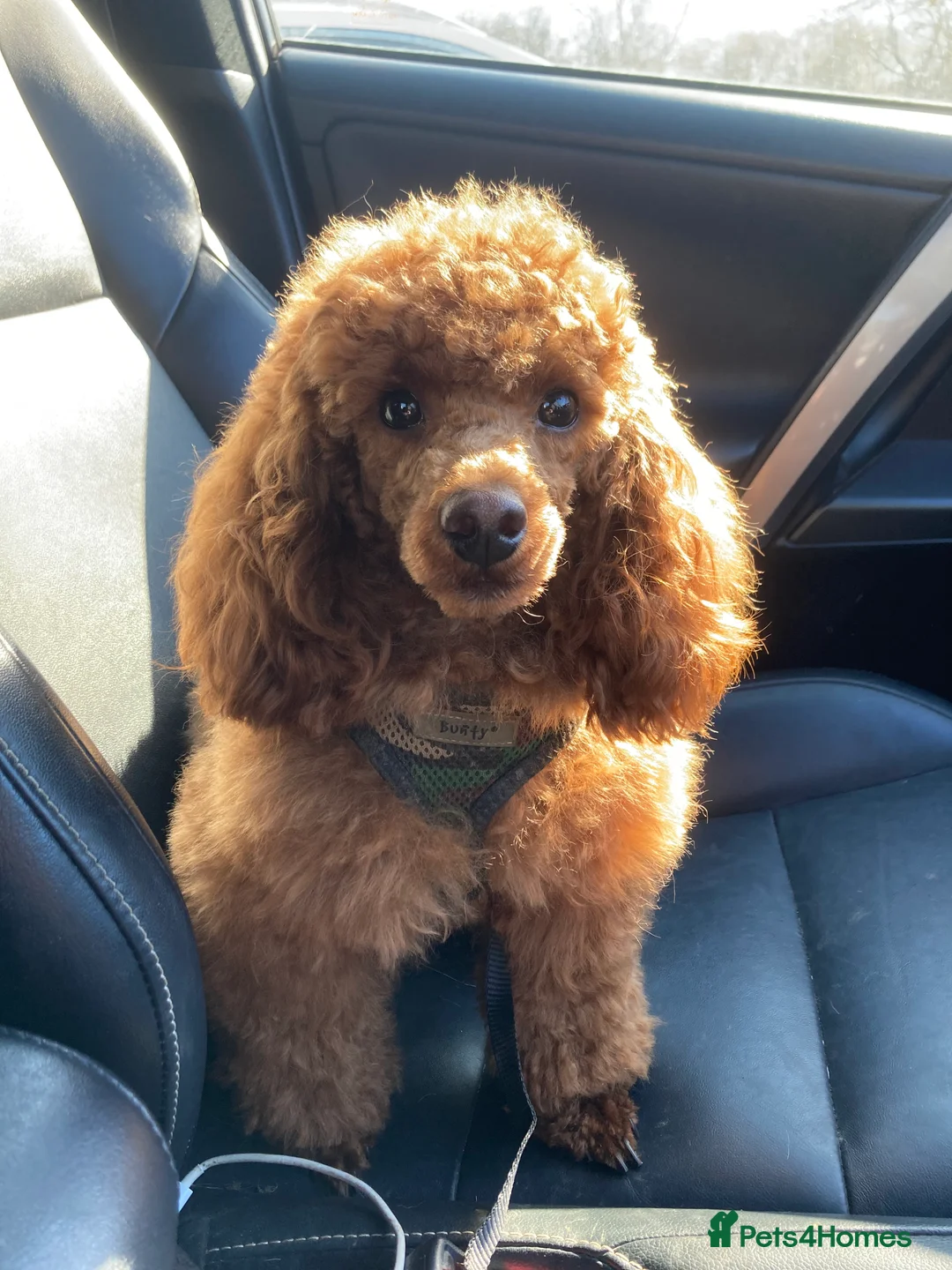 Toy Poodle dogs for stud: Health tested fox red toy poodle stud  in Stevenage - Advert 9