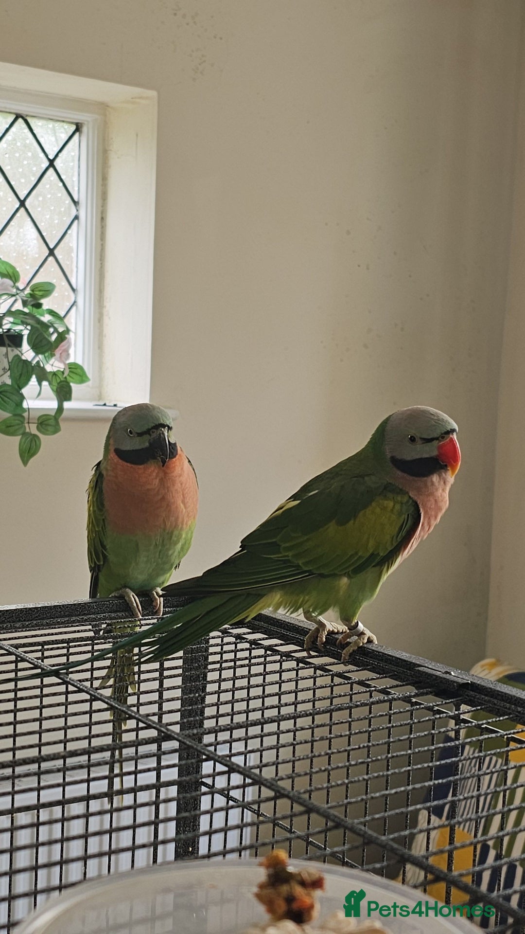 Parakeets birds for sale: Mustache Parakeets - Advert 2