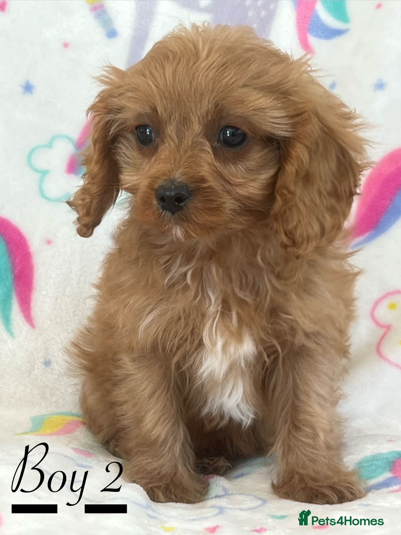Cavapoo dogs F1 Cavapoo puppies !!! - Advert 2