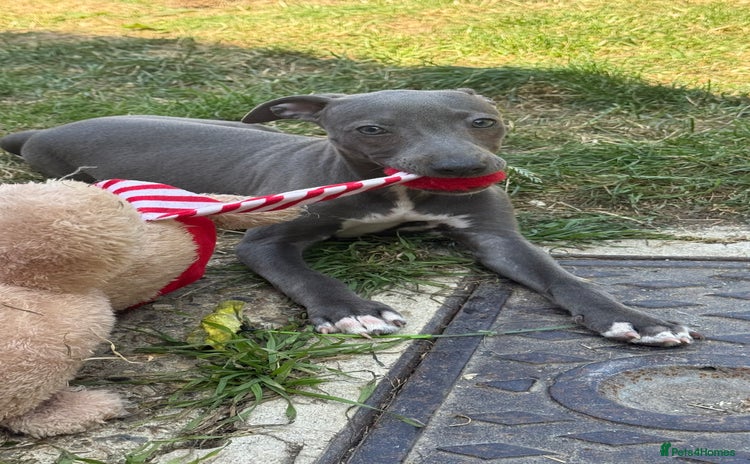Whippet dogs - Advert 2