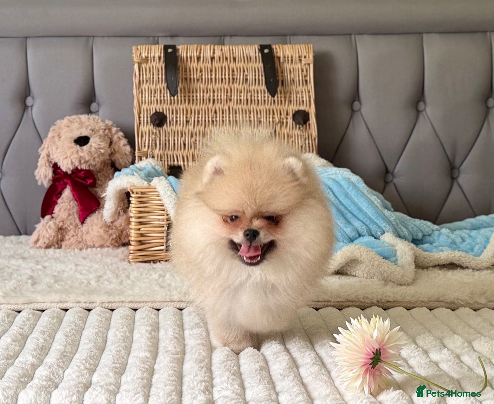 Pomeranian dogs for sale:  Rare colour Russian line Teddy Bear Pom Puppies ✨ - Advert 26