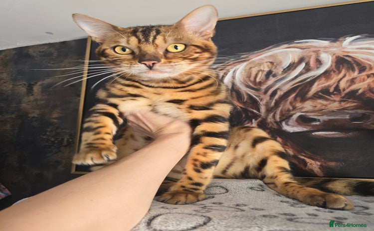 Bengal cats - Advert 1