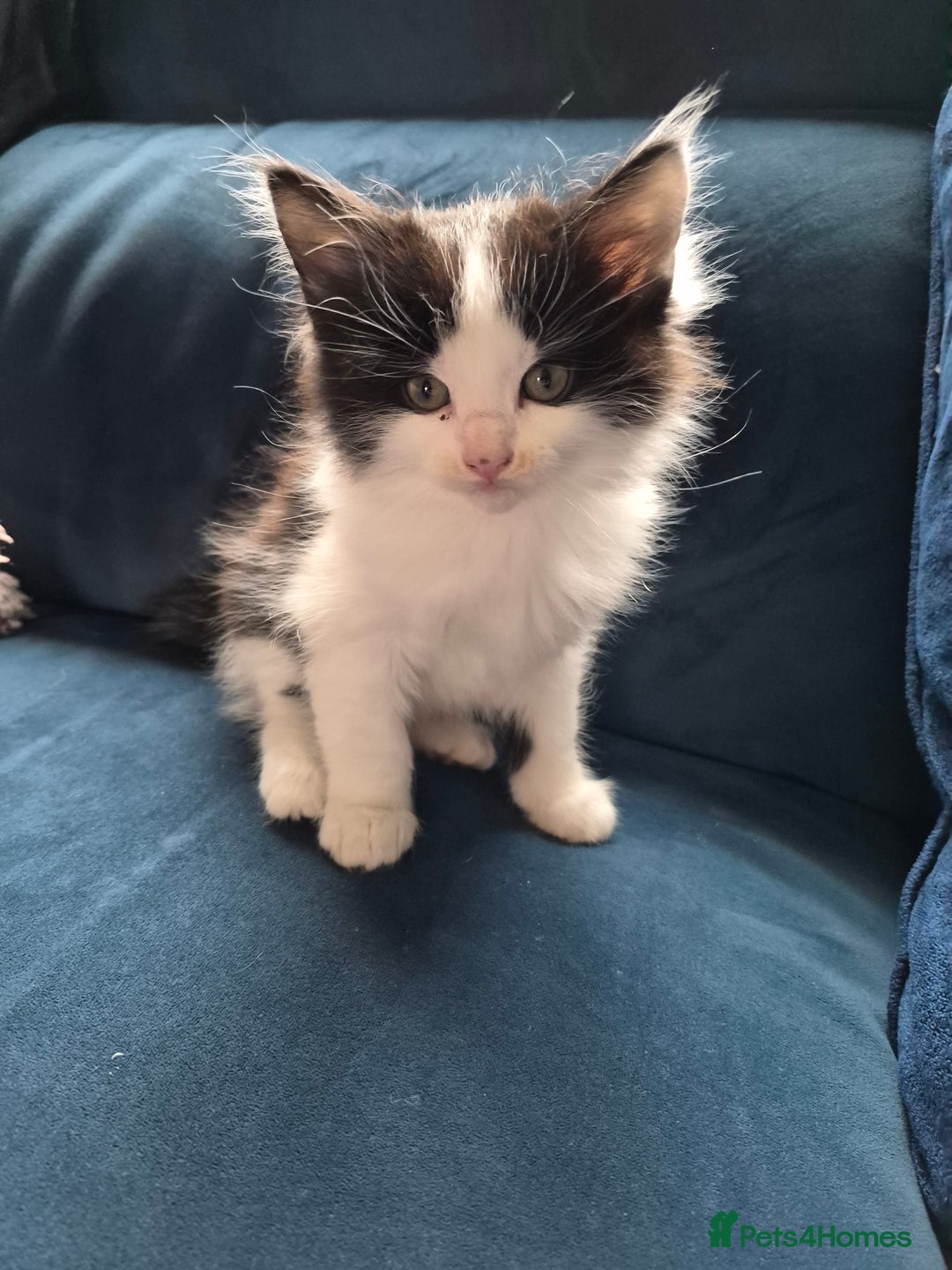 Mixed Breed cats for sale: Half maine coon kittens  - Advert 3