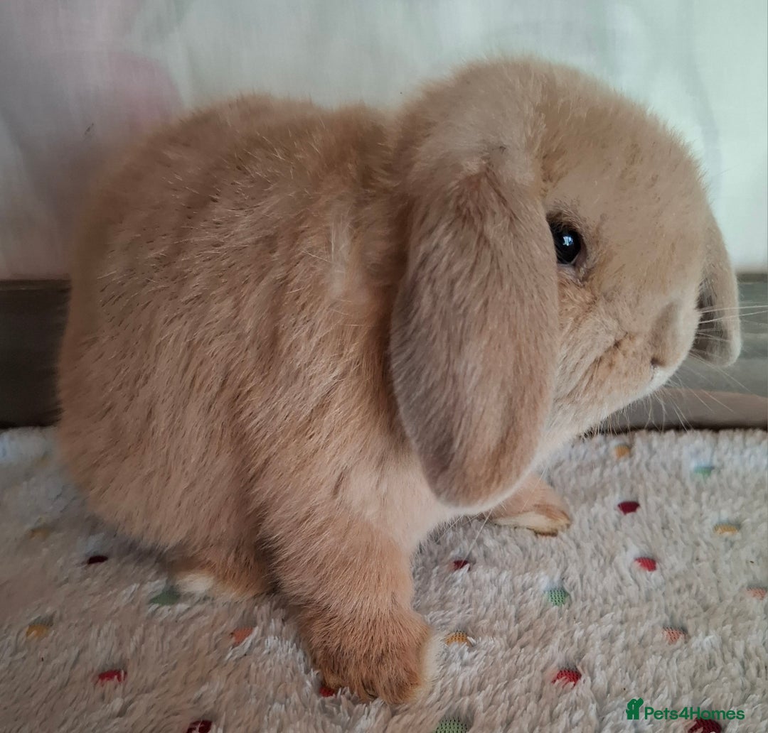 Mini Lop rabbits for sale: Mini lop kits - Image 2