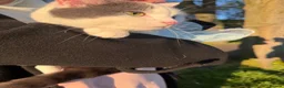 Domestic Shorthair cats for sale: Snow  - Advert 1