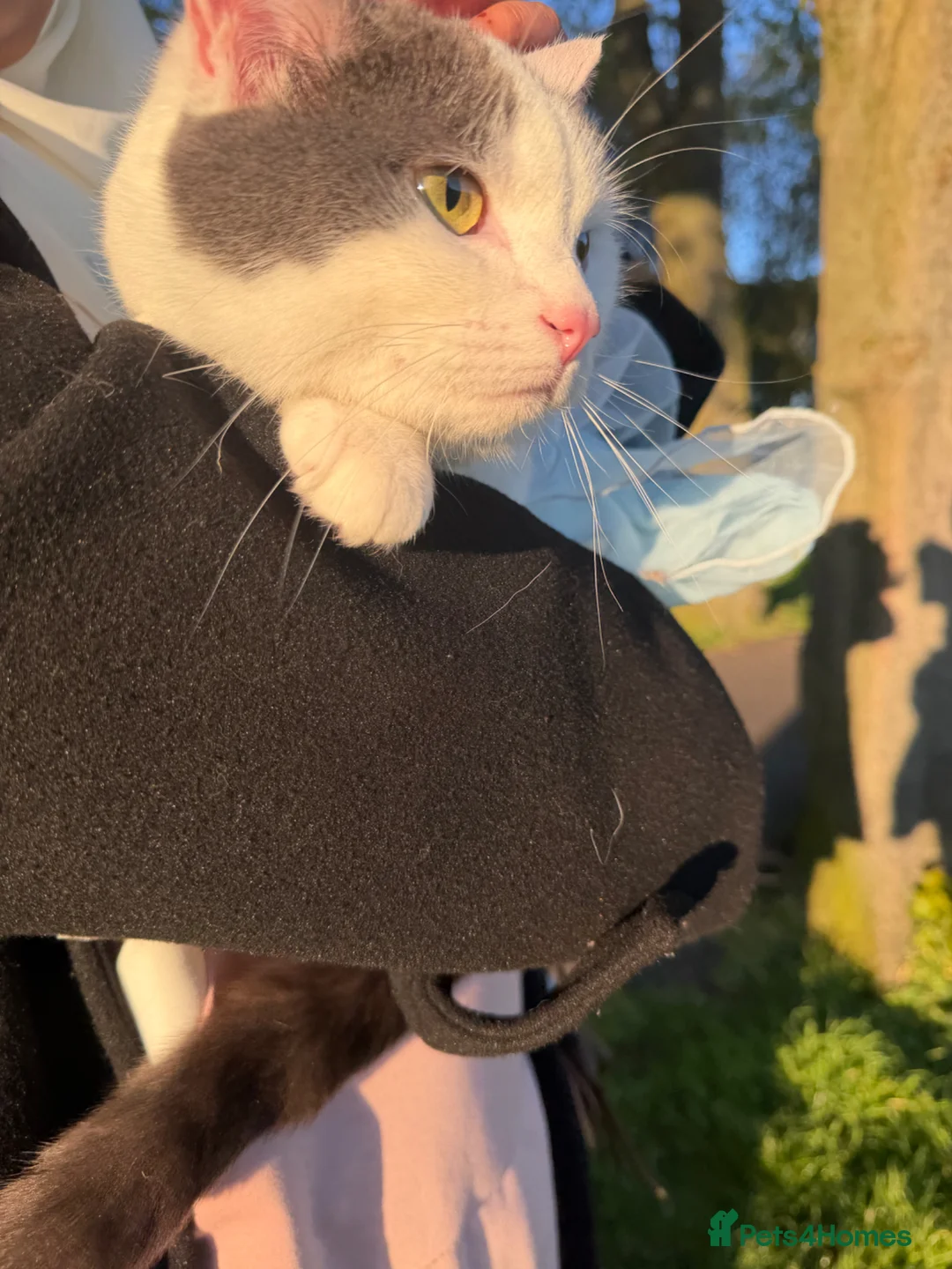 Domestic Shorthair cats for sale: Snow  - Advert 1