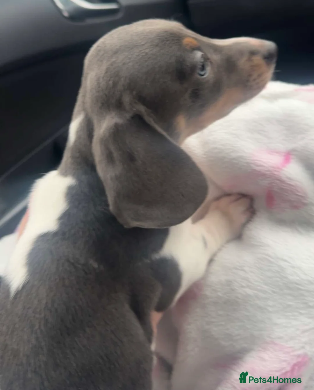 Miniature Dachshund dogs for sale: One beautiful miniature dachshund girl - Advert 3