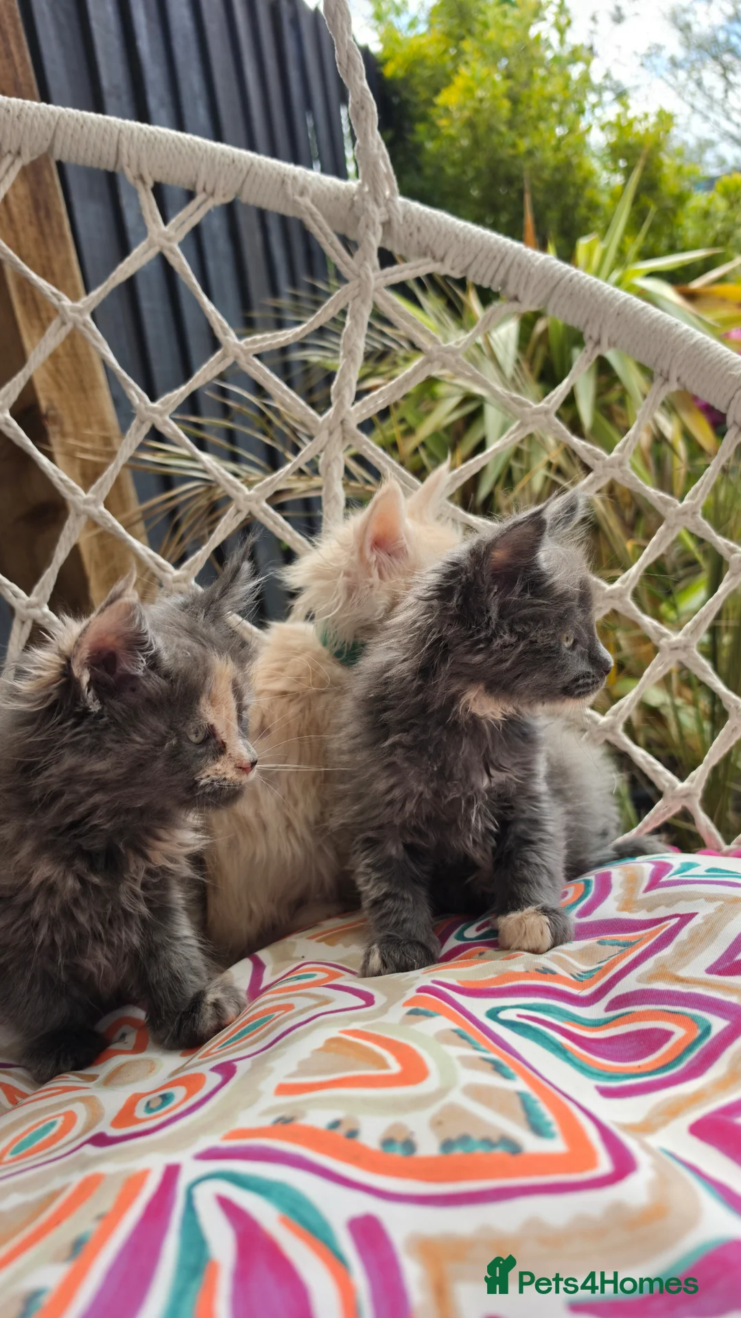 Maine Coon cats for sale: Maine coon kittens - Advert 1