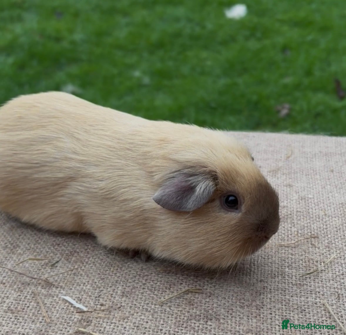Guinea Pig rodents Beautiful Californian young guinea pig - Advert 18