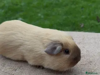 Guinea Pig rodents Beautiful Californian young guinea pig - Advert 18