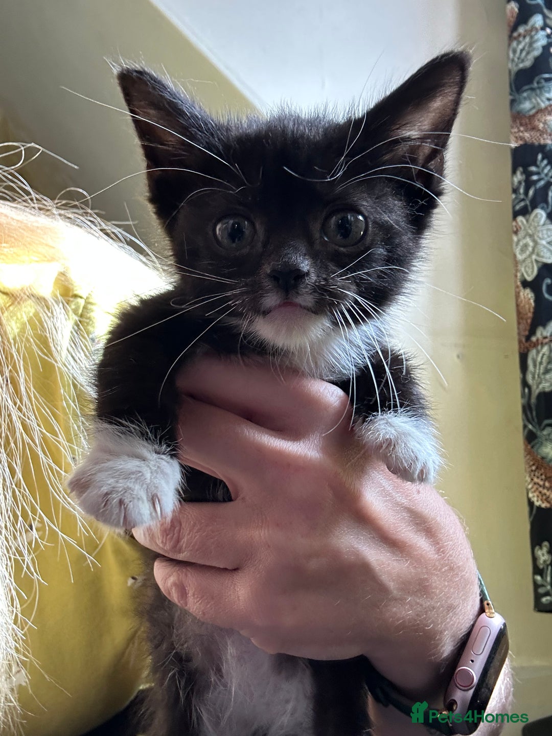 Mixed Breed cats for sale: Beautiful little boys - Image 2