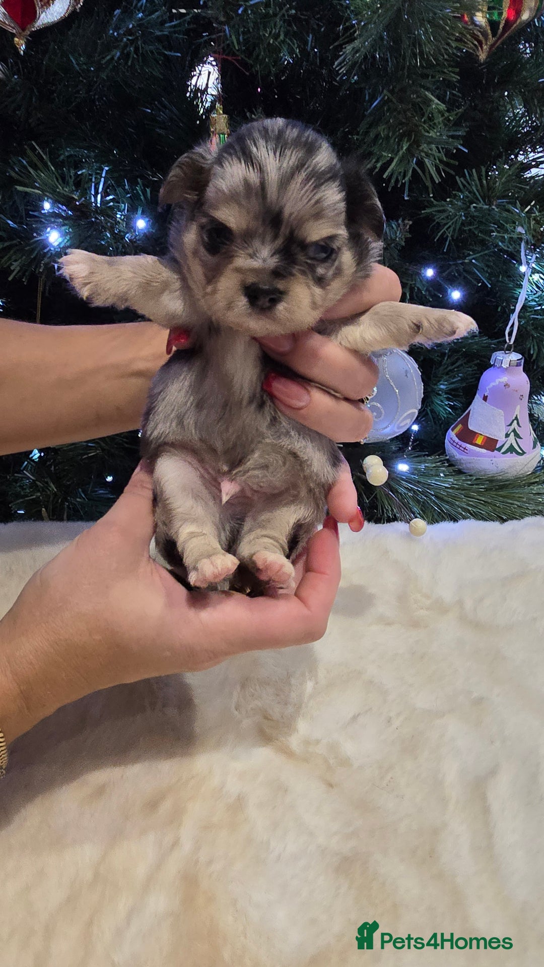 Chihuahua dogs for sale: Chihuahua puppies Russian ancestry with perfect bo - Advert 26