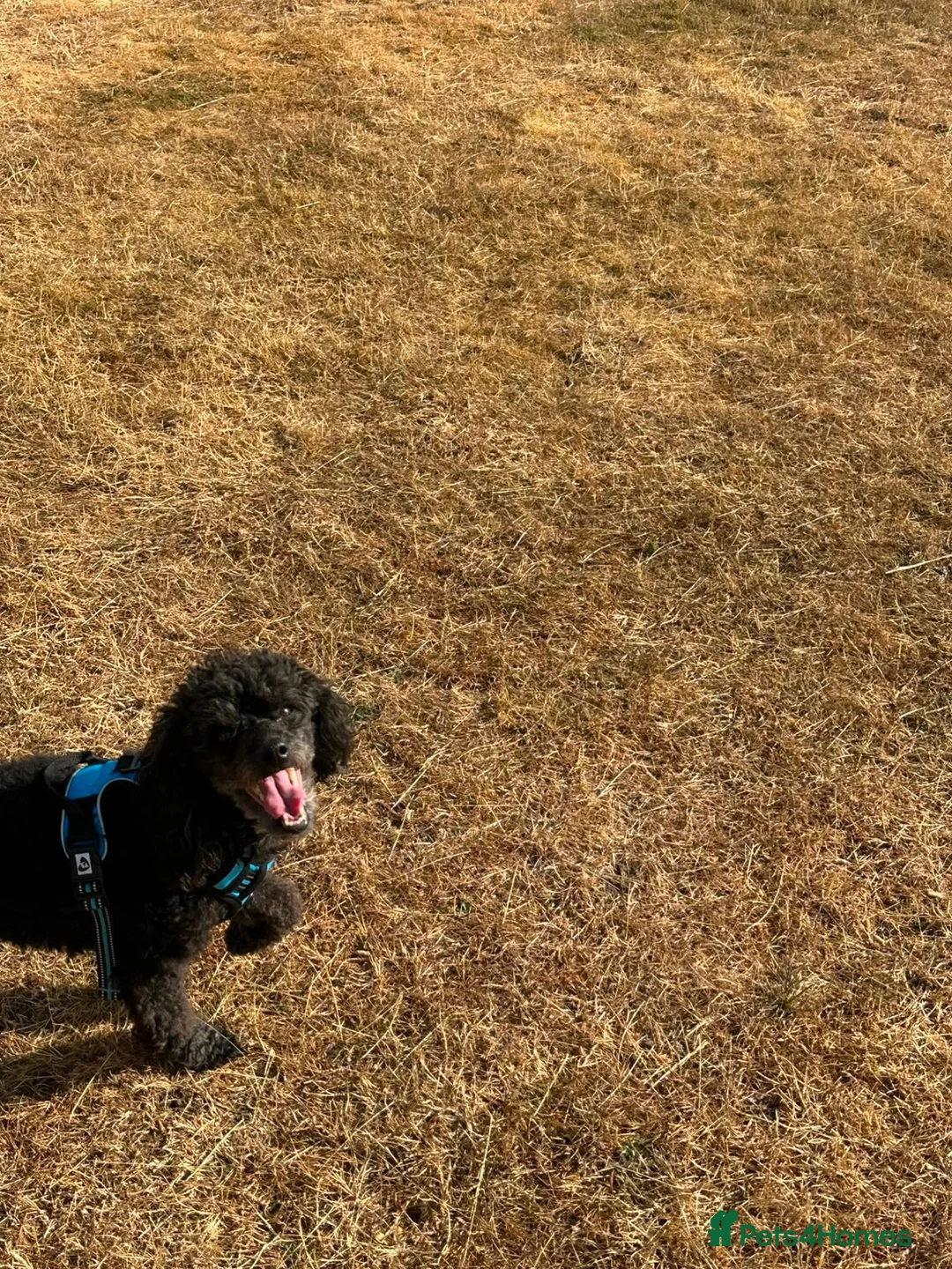 Toy Poodle dogs for sale: Male, 4 year old black toy poodle  - Advert 2